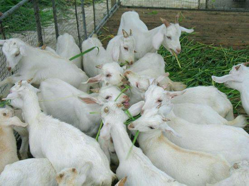 三角洲白山羊哺乳母羊和羔羊的养殖要领
