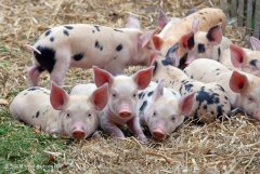 夏秋季生猪养殖安全六措施