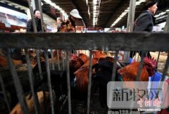 农业部：2020年全国H7N9要稳定控制